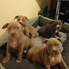 Dogs are our life companions, we take care of them and take care of them as an integral part of our family. Xxl Pitbull Puppies Adorable Pitbull Puppies For Sale Facebook