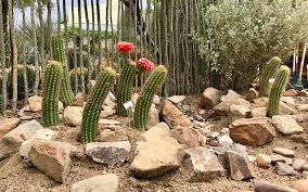 It's a really big nursery, many choices for cactus but a bit high on prices. In The Desert City Of Tucson The Grass Is Not Greener Cronkite News