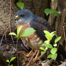 Birds On The Bat Forum 