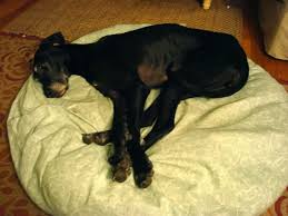 House Made Diy Dog Bed Diy Dog Bed Diy Pet Bed Giant Dog Beds