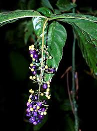 Image result for Bertiera