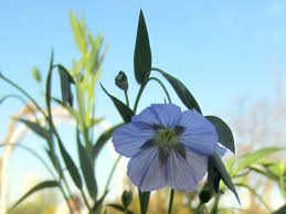 Image result for Linum usitatissimum