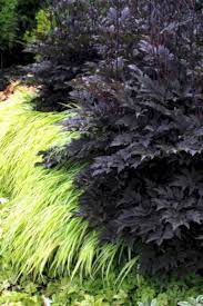 Best Ideas For Plant Combinations Best Ideas For Plant Combinations Design Ideas And Photos Beautiful Gardens Japanese Forest Grass Shade Plants