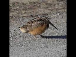 Birds Outside My Window Meme Funky American Woodcock Youtube Funny Cartoon Memes National Wildlife Refuge Birds
