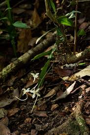 Image result for Aerangis appendiculata