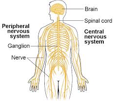 The central nervous system is made up of the brain and spinal cord. The Central And Peripheral Nervous Systems Biology For Majors Ii