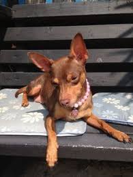 0096cc16a64c7e63dedbb16b54422fda Jpg 236 314 Miniature Doberman Pinscher Mini Pinscher Miniature Pinscher