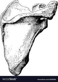 The Shoulder Blade Is A Large Flat Three Sided Bone Which Is Placed On The Upper And Back Part Of The Chest Vintage Anatomy Drawing Anatomy Bones Line Drawing