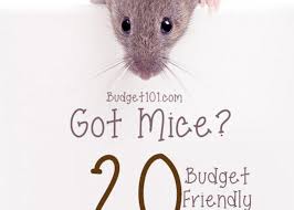 20 Ways To Get Rid Of Mice Homemade Pesticides Mouse Repellents