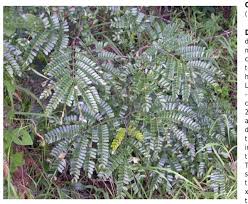 Image result for Pycnostachys ruandensis