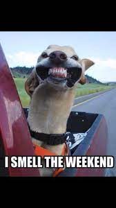Ihat moment when you wake up and realize it's friday happy snowy holidays: Leashlocket On Twitter Friday Dog Funny Friday Memes Weekend Humor