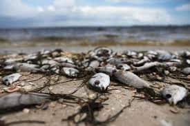 red tide why floridas toxic algae bloom is killing fish