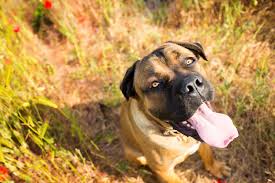 Beyond providing first rate pet care, we make our clinic. Animal Hospital Highway 6 Sugar Land Vets