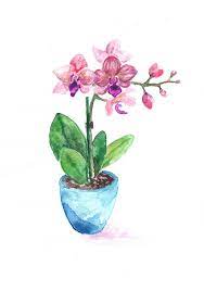 Orchid In Pot Original Watercolor Watercolour Painting Orchids Painting Floral Watercolor Flower Painting
