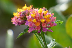 Image result for Lantana camara