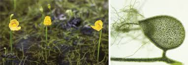 Image result for Utricularia