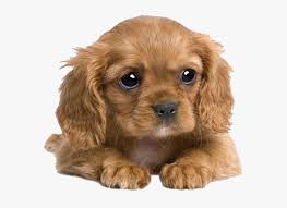 See more ideas about cocker spaniel mix, cute puppies, cute dogs. Puppies Png Transparent Image Adorable Cute Cocker Spaniel Puppies Png Download Kindpng