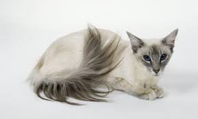 Balinese Cats Balinese Cat Pretty Cats