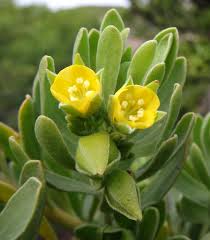 Image result for Surianaceae