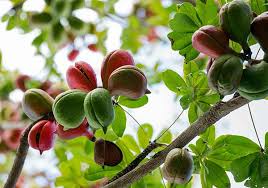 Image result for Sterculia subviolacea