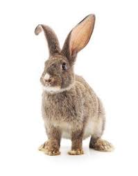 Ma lapine qui saute et moi qui crit !!! Lapin Qui Tape Du Pied Pourquoi Mon Lapin Tape Du Pied Vetostore