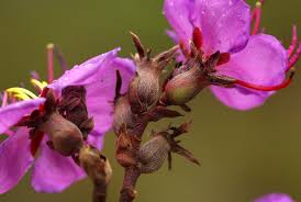 Image result for Dissotis pulchra