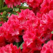 Rhododendron Rhododendron Wilgen S Ruby Tuin Struiken Struiken Bloemplanten