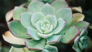 Did you know that cacti and succulents have soil, light, and water requirements? Succulent Plants How To Grow And Care For Succulents Indoors