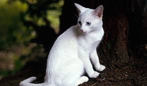Scottish fold and shorthair kittens. Oriental Cat Breed Information