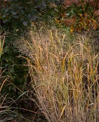 Image result for Panicum novemnerve