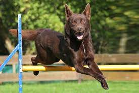 Maybe you would like to learn more about one of these? Australian Kelpie Dog Breed Information American Kennel Club