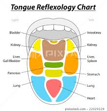 Tongue Reflexology Chart Stock Illustration 22029129 Pixta