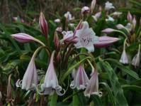 Image result for Syncolostemon flabellifolius