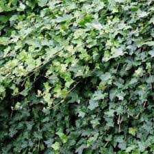 Image result for Hedera