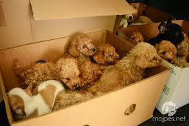 For more information and source, see on this link : Mojpes Net O Psih