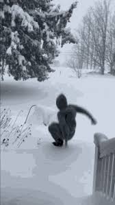 Check spelling or type a new query. Funny Winter Gifs Tenor