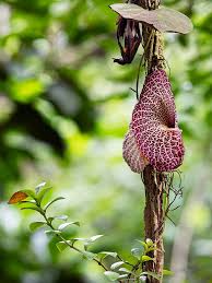 Image result for Aristolochia gigantea