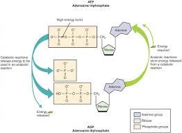 The reverse reaction combines adp + p i to regenerate atp from adp. Overview Of Metabolic Reactions Anatomy And Physiology Ii