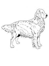 Energetic and loving, golden retrievers enjoy pleasing their masters, so obedience training can be very rewarding. Golden Retriever Puppy Coloring Page Novocom Top