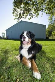 Check spelling or type a new query. Controlling The Shedding Of A Bernese Mountain Dog