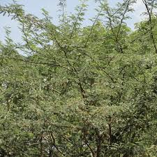 Image result for Prosopis juliflora