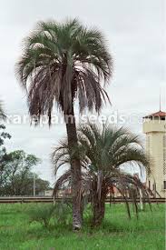 Image result for Butia