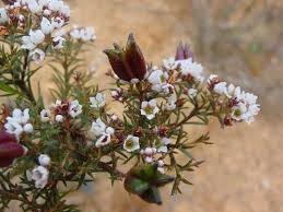 Image result for Gnidia inconspicua