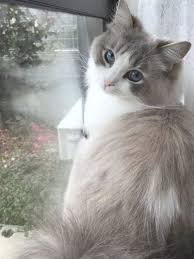 Gatti Espressivita Curiosita 2020