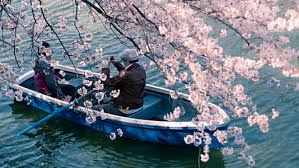 625pixels x 446pixels size : Inilah 24 Foto Bunga Sakura Terbaik Tahun Ini Menakjubkan Berita Jepang Japanesestation Com