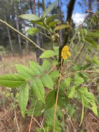 Image result for Senna occidentalis