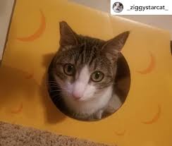 Monster Cheese Wedge Cardboard Cat House In 2020 Cardboard Cat House Cat Safe Cat House