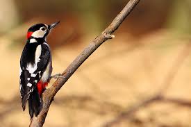 These types of woodpeckers are commonly found in indian subcontinent, southeast asia, bhutan, bangladesh, nepal, malaysia, myanmar, philippine, cambodia, singapore, thailand and vietnam. A Gallery Of Woodpeckers In Europe Birdwatching