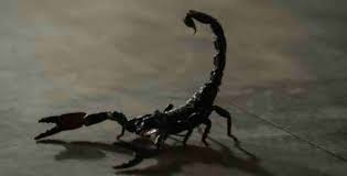 Mimpi makan masakan kalajengking mungkin juga mempunyai makna yang baik bagi kehidupan anda, ada juga makna buruk dari mimpi tersebut. 15 Arti Mimpi Kalajengking Menurut Psikolog Dan Primbon Siopung