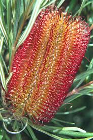 Image result for Proteaceae